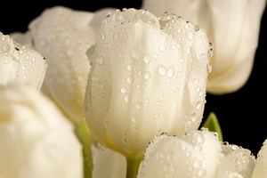 wet and beautiful white tulip flowers, wet flowers on a black background, a Photo by rsoollAI