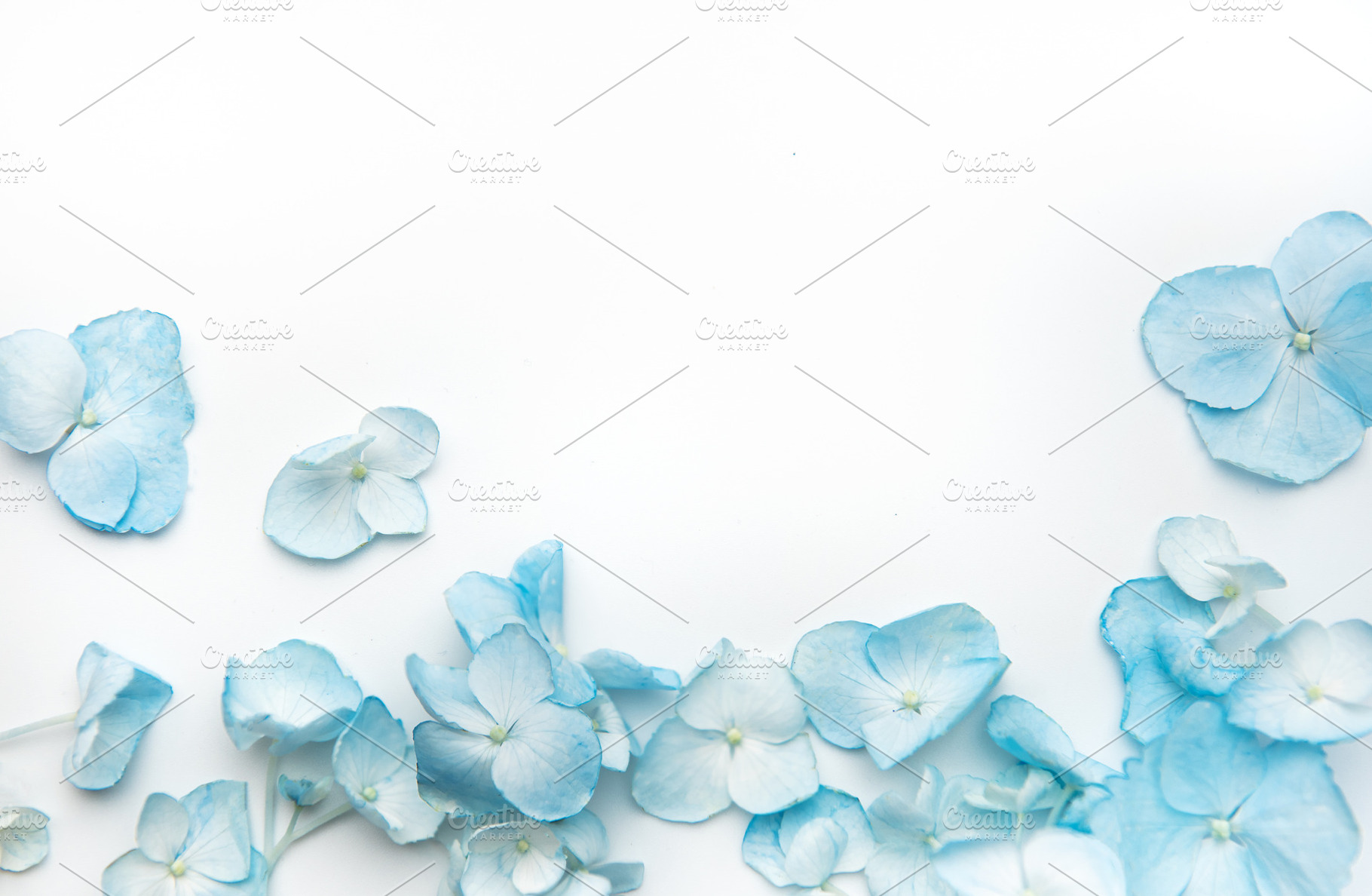 Blue hydrangea petals scattered on white background, a Background Photo by Olena Rudo