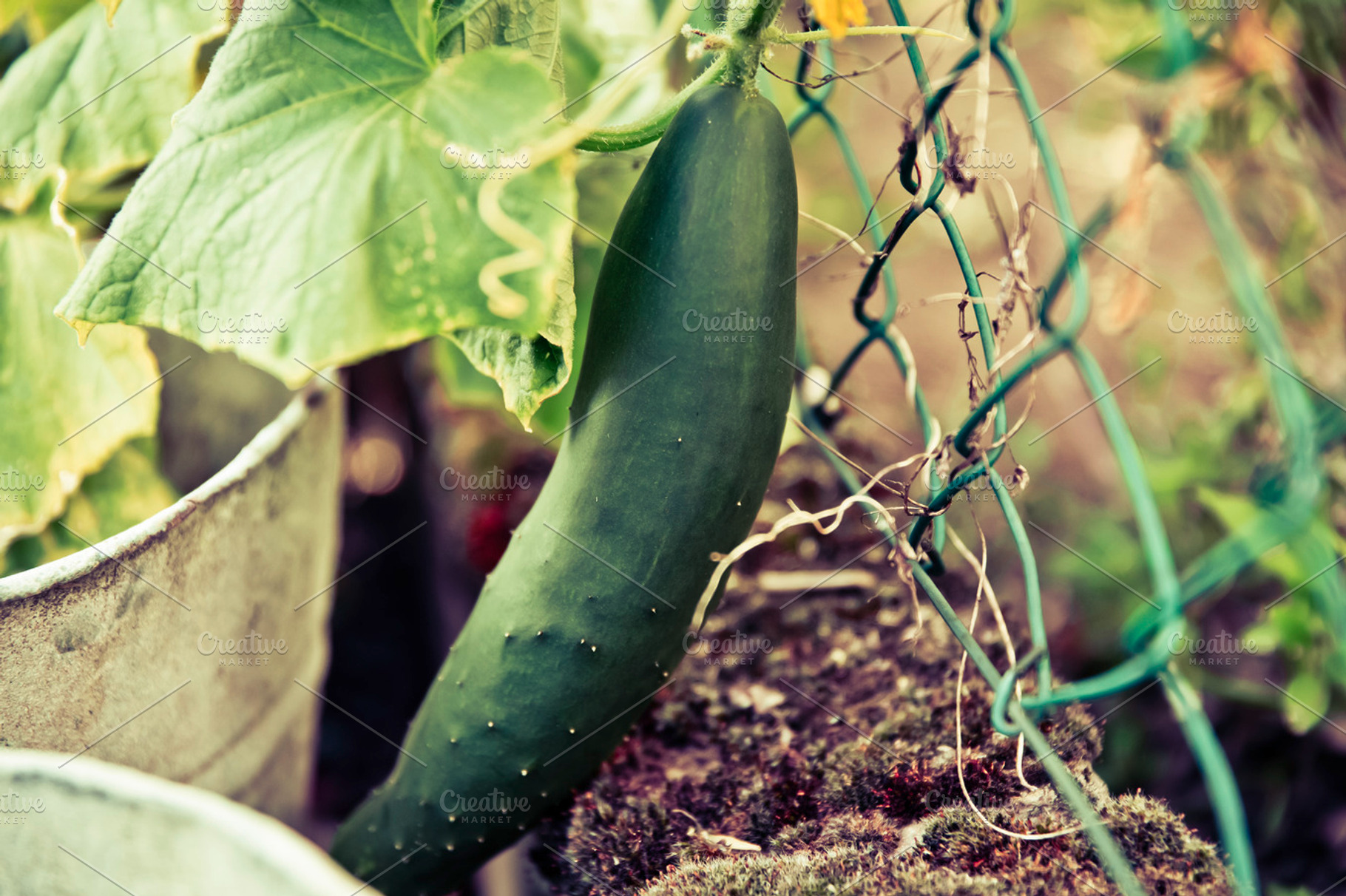Urban Gardening Stock Photo Containing Urban And Garden