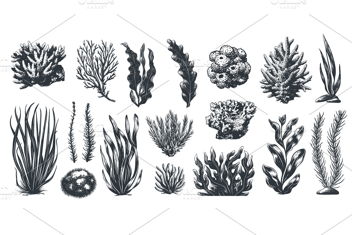 Hand drawn seaweed. Ocean sea, an Animal Illustration by Stock-Smart-Start