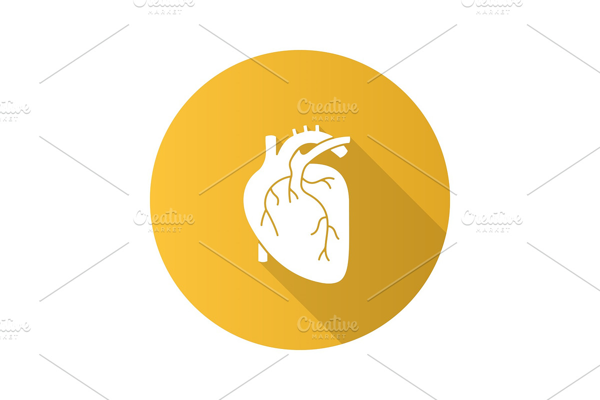 Human heart anatomy icon, an Icon by IMG Visuals