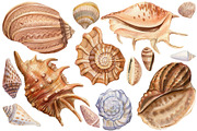 Seashells and fish, watercolor, an Animal Illustration by Hanna Hryharenka (Thumbnail 8 of 20)
