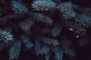 Dark fir branch