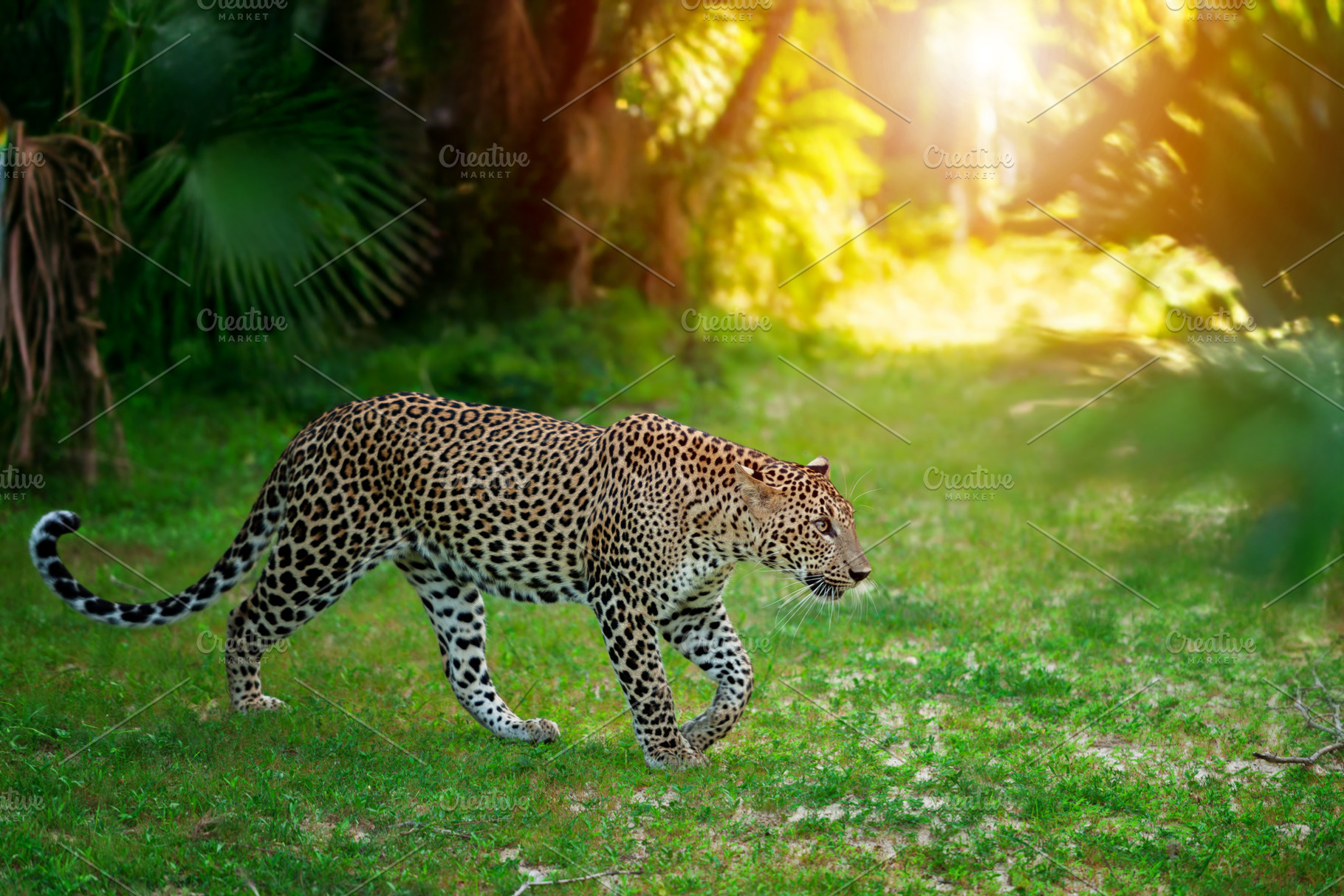 Wild leopard gracefully walks through a lush green forest during sunset hours, an Animal Photo by Byrdyak
