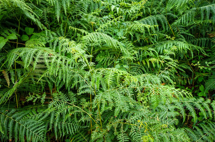Fern leaves in a forest, a Nature Photo by GoodGoods