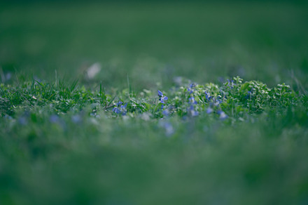 Lawn with green lush grass in the park on a spring day, a Nature Photo by ndanko