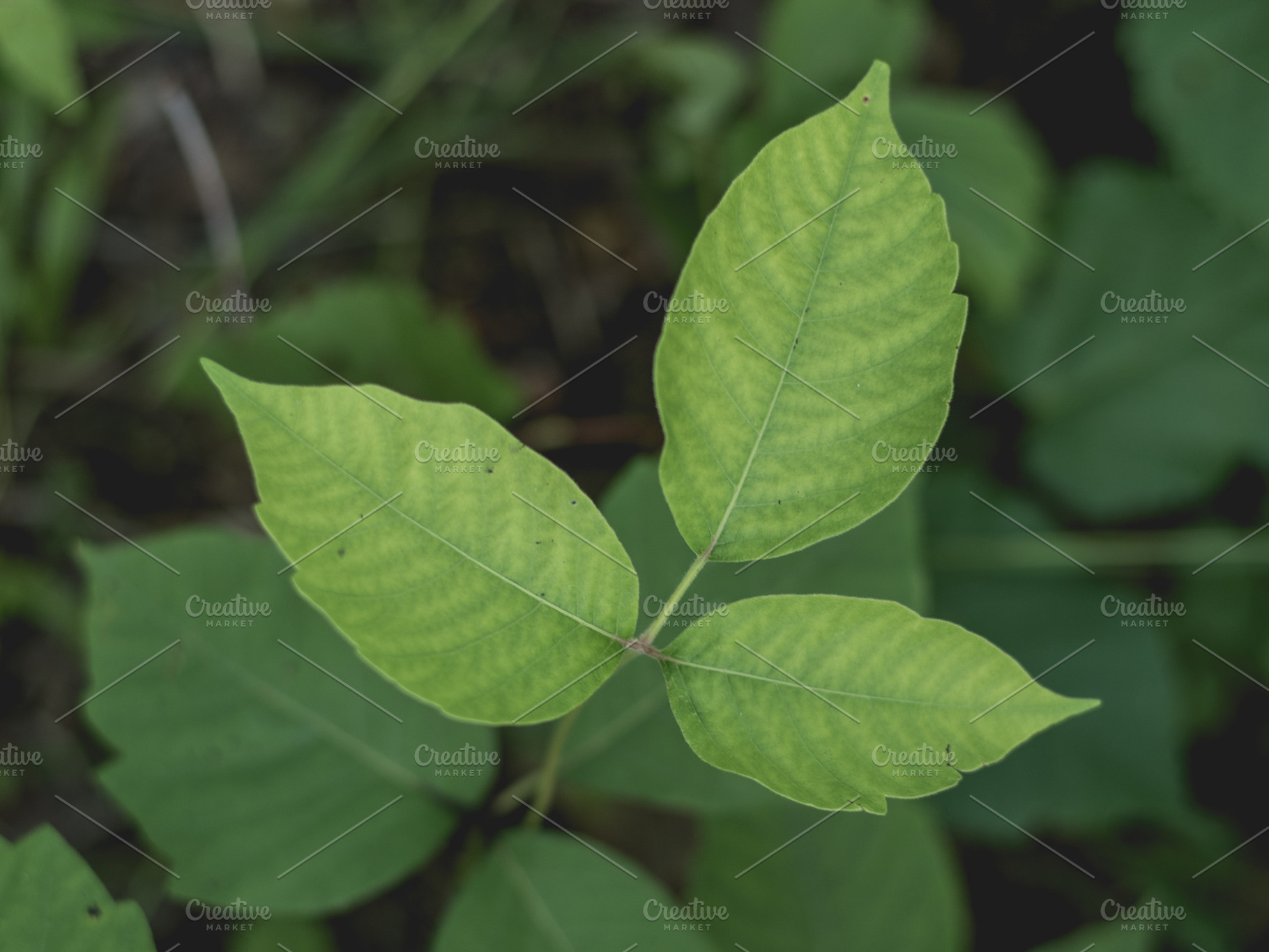Poison Ivy Closeup, a Nature Photo by ClubhouseArts