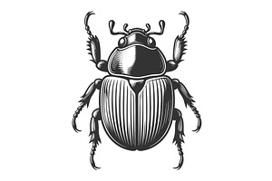 Vintage Beetle Illustration Detailed, an Animal Illustration by AlexArt