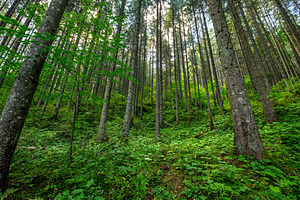 Sunlight filtering through tall coniferous trees in a lush green