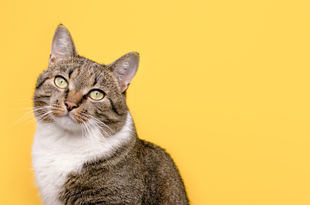 Portrait of gray shorthair domestic, an Animal Photo by rorygez fresh