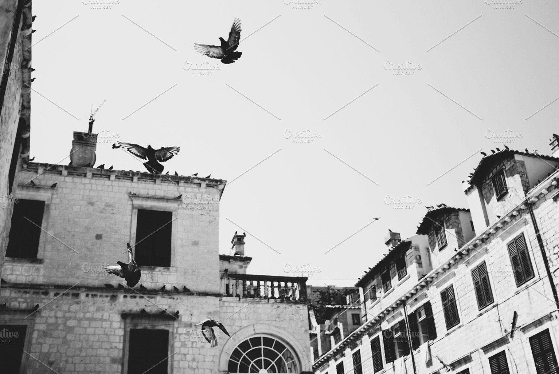 Birds of a feather stock photo containing croatia and black and white, an Architecture Photo by Anna Beth Smith