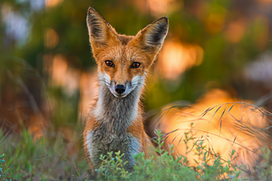 Red Kit Fox, an Animal Photo by ryancartermedia