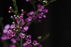 Tiny Flowers Close-up