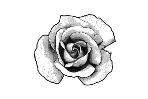 Single Rose Flower