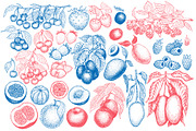 Fruits&Berries Vector Collection, a Food Illustration by Lubov Illustrations Shop (Thumbnail 3 of 6)