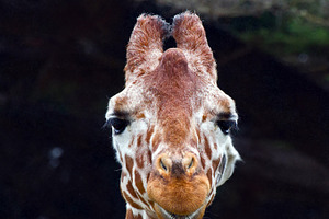 Giraffe featuring animal, picture, and photo