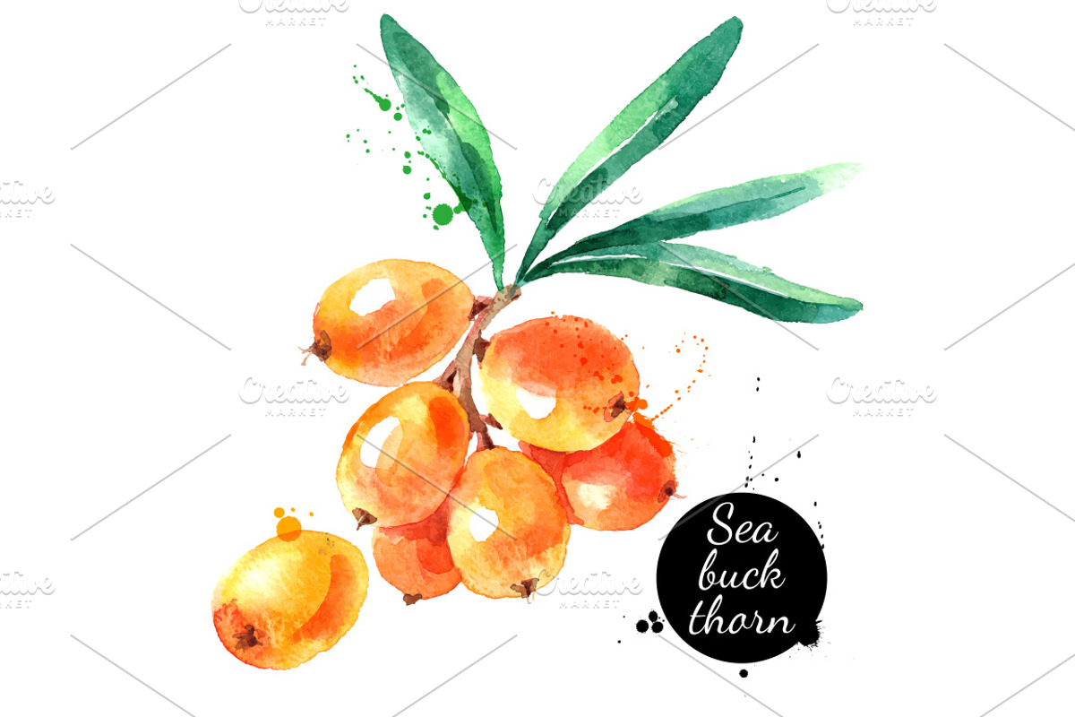 Watercolor Berries Vector Set 2, a Food Illustration by Elena Pimonova (Photo 3 of 4)