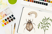 Watercolor Insects Life Cycle, an Education Illustration by MayaNavits (Thumbnail 5 of 18)