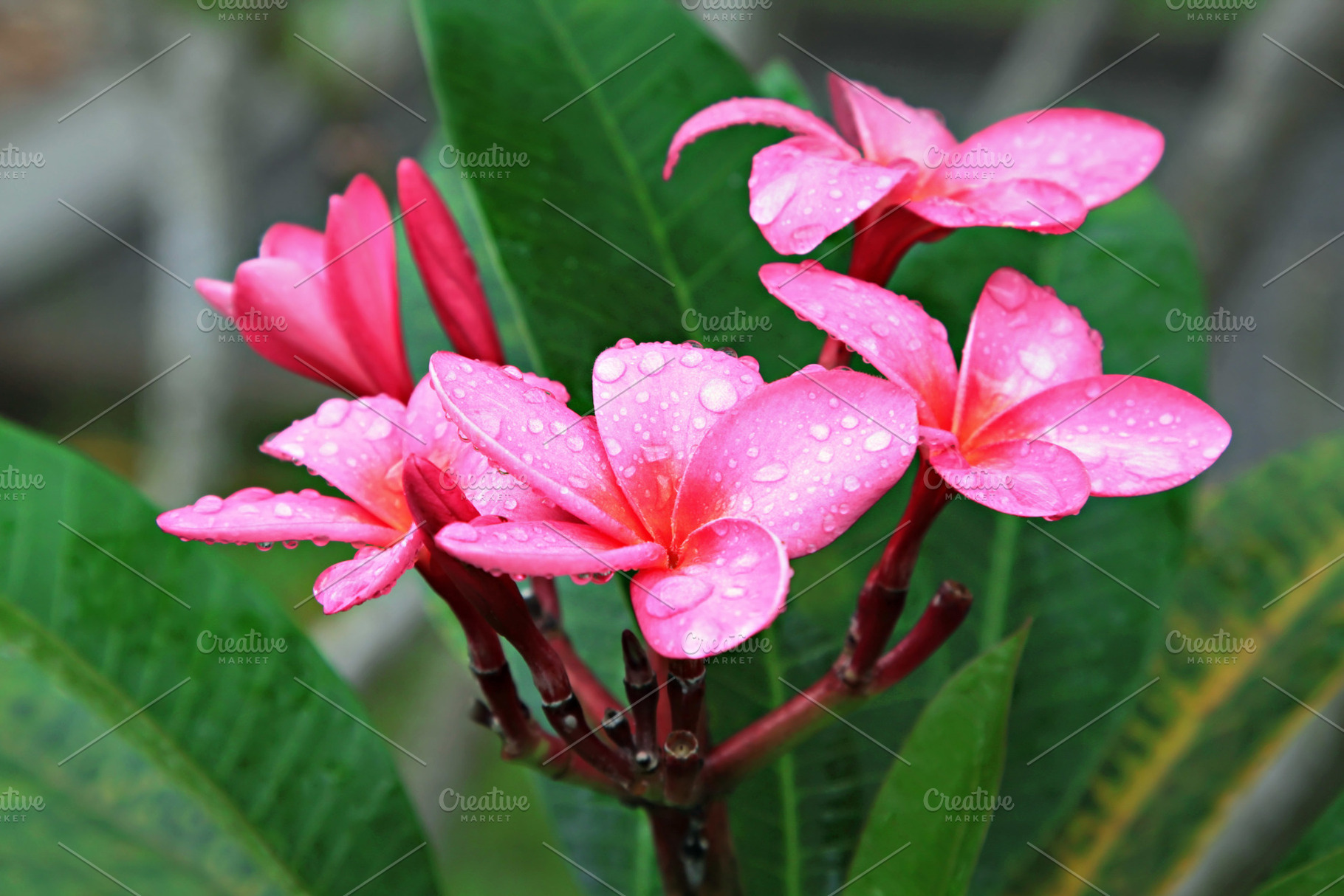 Plumeria flower, a Photo by saiko3p