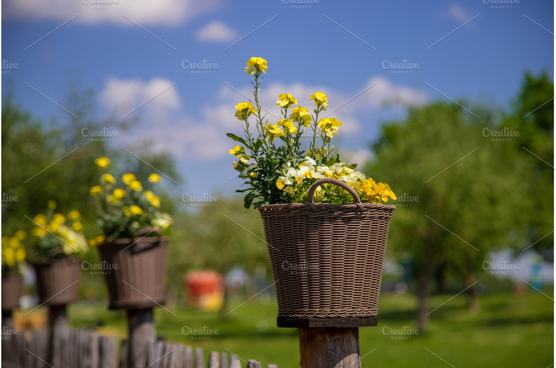 Flowering vases in a flower bed, a Nature Photo by yanadjana