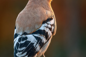 Eurasian Hoopoe perched on wooden po, a Photo by Pixeness Studio