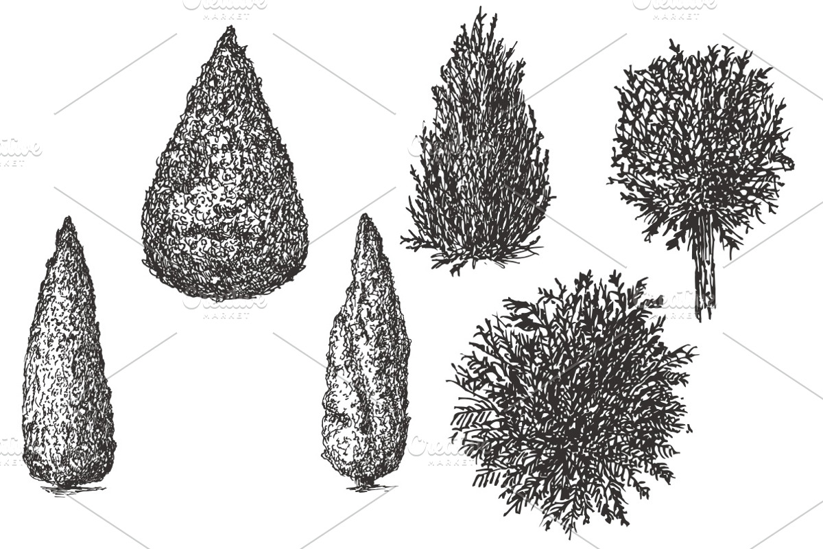 Hand drawn sketches of cypress tree, a Decorative Illustration by CGterminal (Photo 2 of 7)