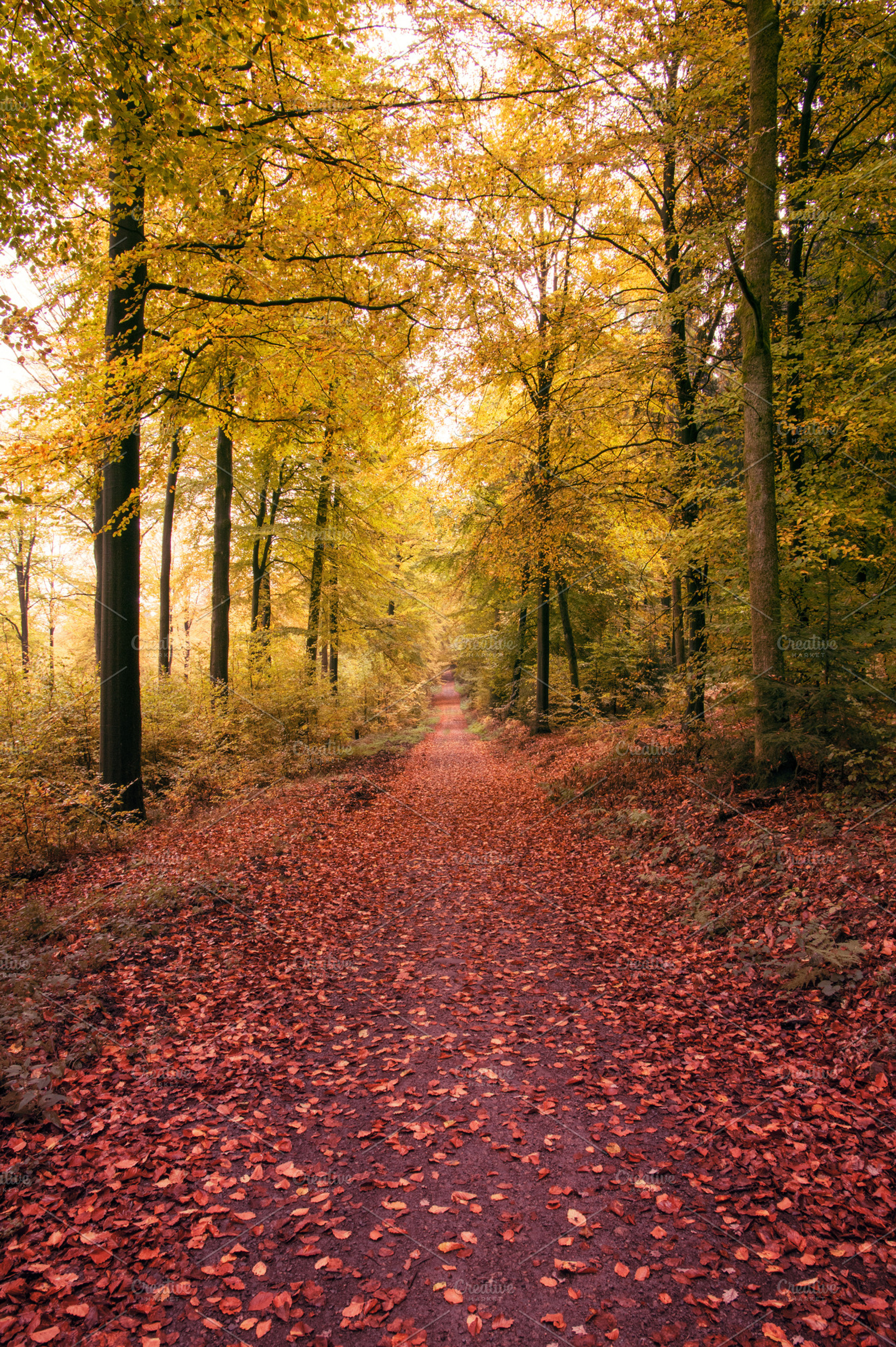Path, a Photo by Photo shack