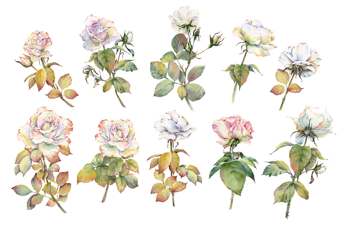 Romantic Watercolor Rose Clipart, a Decorative Illustration by Jeanna Draw (Photo 9 of 17)
