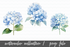 Hydrangea Flowers Watercolor Clipart