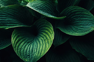 Lush green leaves abound, a Photo by Beautiful things