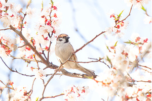 Male house sparrow Passer domesticus, a Nature Photo by Pakosta