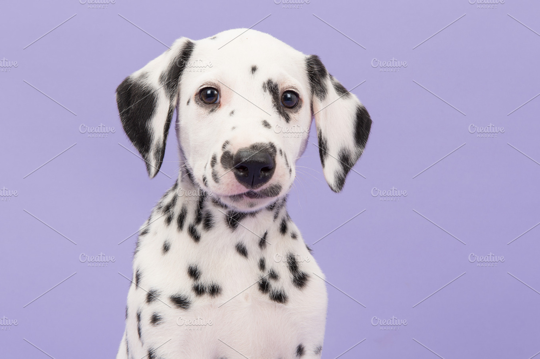 Puppy in purple, an Animal Photo by Elles Rijsdijk