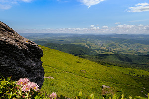 Pink rose succulent flowers on summer rocky mountain slope. Piku, a Nature Photo by YuriyB