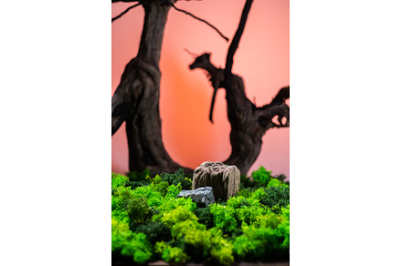 Stump and moss on the background of, a Background Photo by Stockphoto by vzwer