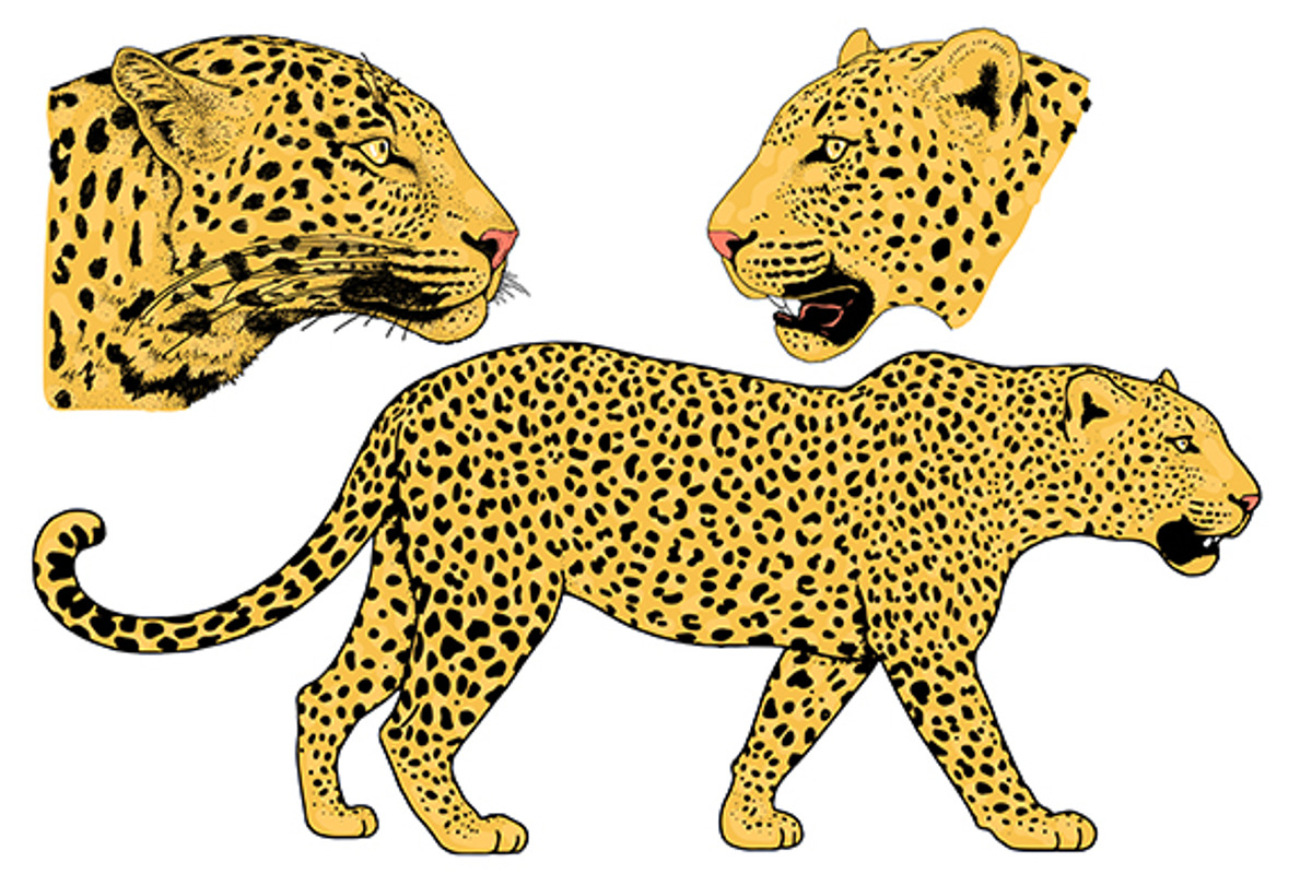 LEOPARD, an Animal Illustration by Tanya Akhmett (Photo 4 of 9)