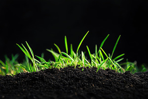 Fresh grass seedlings emerging from, a Photo by Iftikhar Alam