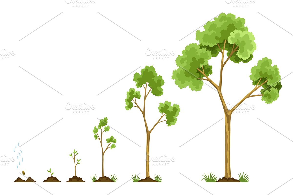 Stages growth of tree from, an Object Illustration by Things for designers