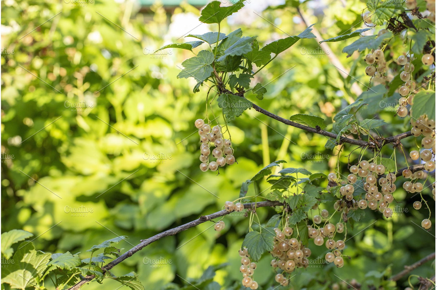 Brush of white currant berries and, a Food & Drink Photo by Diary of impressions