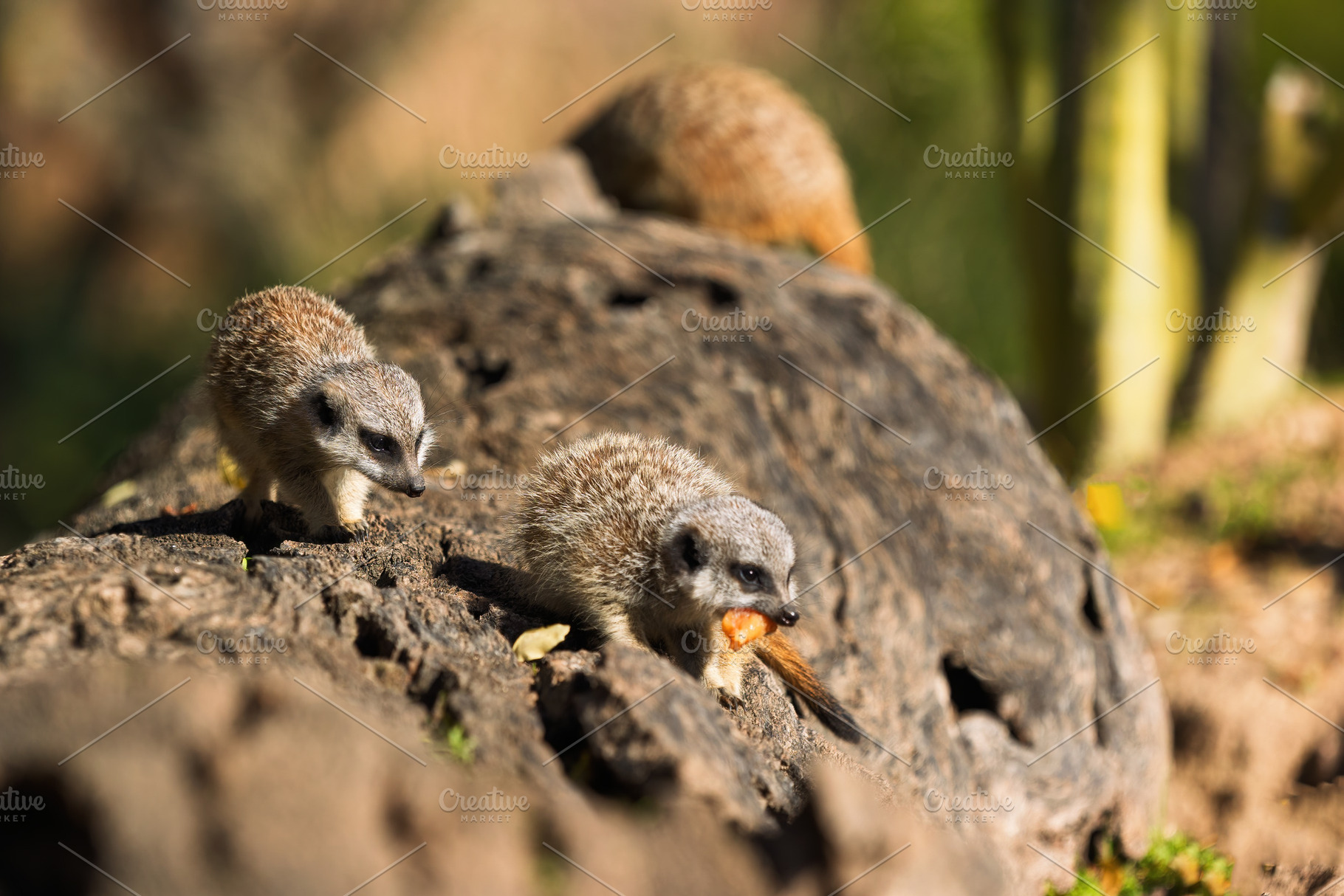 Baby meerkat on a log bathed in natu, an Animal Photo by Perpis