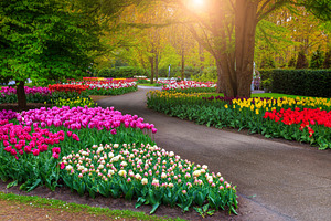 Blooming tulips and spring flowers, a Nature Photo by Alpine Dreams
