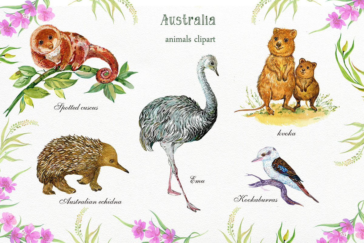 Animals Australia Watercolor, an Animal Illustration by MitrushovaArt (Photo 3 of 10)