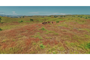 Wild horses grazing in the, an Animal Photo by Goinyk
