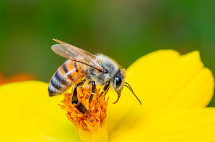 Image of bee or honeybee. Insect., an Animal Photo by yod67