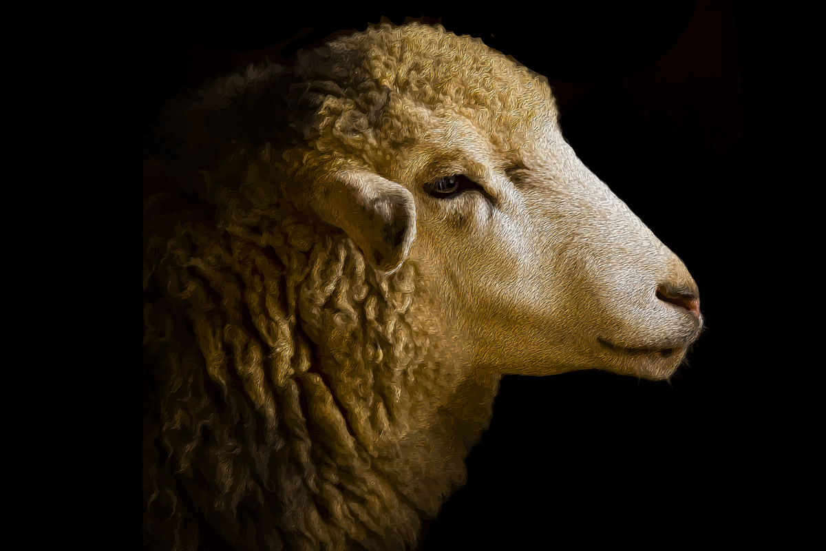 Portrait of a Sheep Illustration, an Animal Illustration by Digital Art Downloads (Photo 2 of 3)
