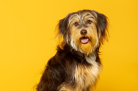 Adorable furry puppy on yellow background., an Animal Photo by TxemaG
