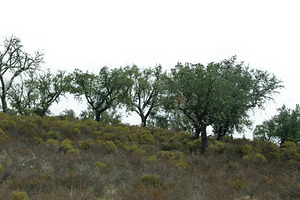 Holm oaks in spanish countryside, a Nature Photo by DanFLCreativo