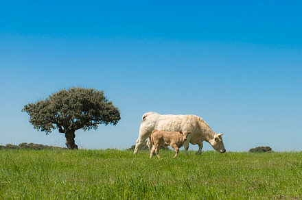Cows grazing in the field stock photo containing beef and veal, an Animal Photo by Angel Simon Photography