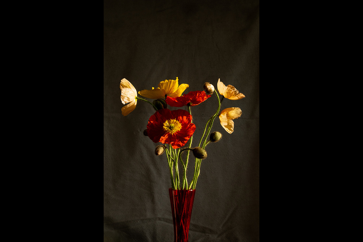 Poppies in Red Glass Vase, a Photo by This For There (Photo 2 of 11)