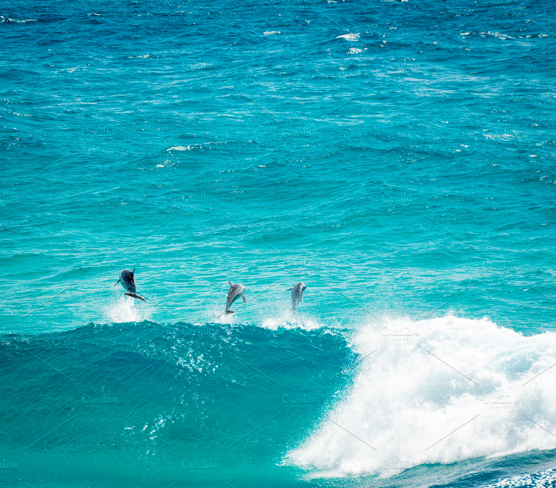 Dolphins, an Animal Photo by THP Creative