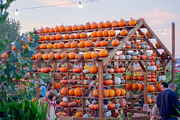 Fall Pumpkin Stock Bundle, a Holiday Photo by r.r.palacios (Thumbnail 4 of 15)